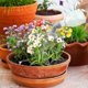 thumbnail image 4 of 4 Pcs Sprinkler Bottle Cap,bottle Cap,mini Sprinkler Bottle Watering,bonsai Watering Can Sprinkler Sprinkler Head For Indoor Watering Can,seedlings,pl, 4 of 4