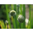 thumbnail image 2 of Bonin, Suzanne 32x25 Gold Ornate Wood Framed with Double Matting Museum Art Print Titled - Welsh Onion, 2 of 4