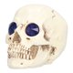 thumbnail image 2 of Adornos de calavera, adornos de calavera, adornos de calavera de diamantes de imitación de calavera de Halloween ligeros y vívidos, rendimiento de alta gama, 2 of 8