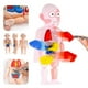 thumbnail image 4 of Anatomy Skull Model, Human Anatomy Skull Puzzle, Human Organ Model, 4 of 5