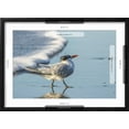 thumbnail image 5 of Art.com USA, California, San Luis Obispo County. Royal tern on shore. Photographic Print by Jaynes Gallery, Black Frame Wall Art, 23" x 17", 5 of 5