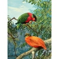 thumbnail image 3 of Allan Brooks 19x24 Black Modern Framed Museum Art Print Titled - Fijian Lory and Orange Dove (1929-1932), 3 of 5