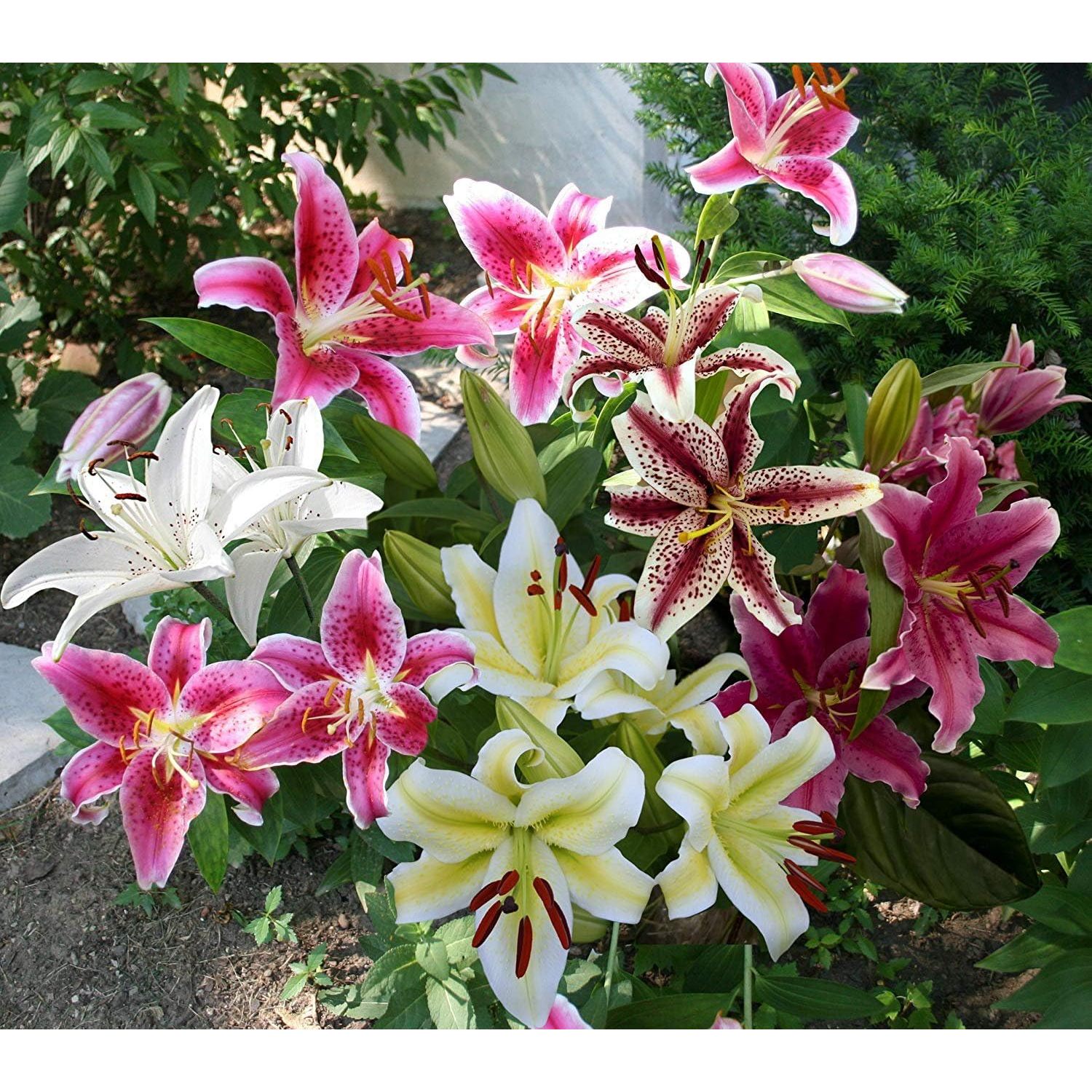 Mixed Oriental Lilies (8 Pack of Bulbs) Freshly Dug Lily Flower Bulbs