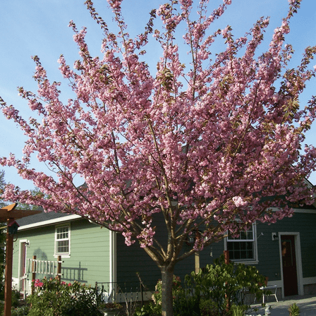 Set 2 Akebono Flowering Cherry Tree Live, Dormant Tree, Cherry Blossom Live, Outdoor Gardening, 6 Inches Tall in Pot