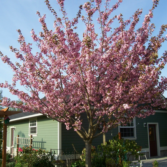 Set 2 Akebono Flowering Cherry Tree Live, Dormant Tree, Cherry Blossom Live, Outdoor Gardening, 6 Inches Tall in Pot