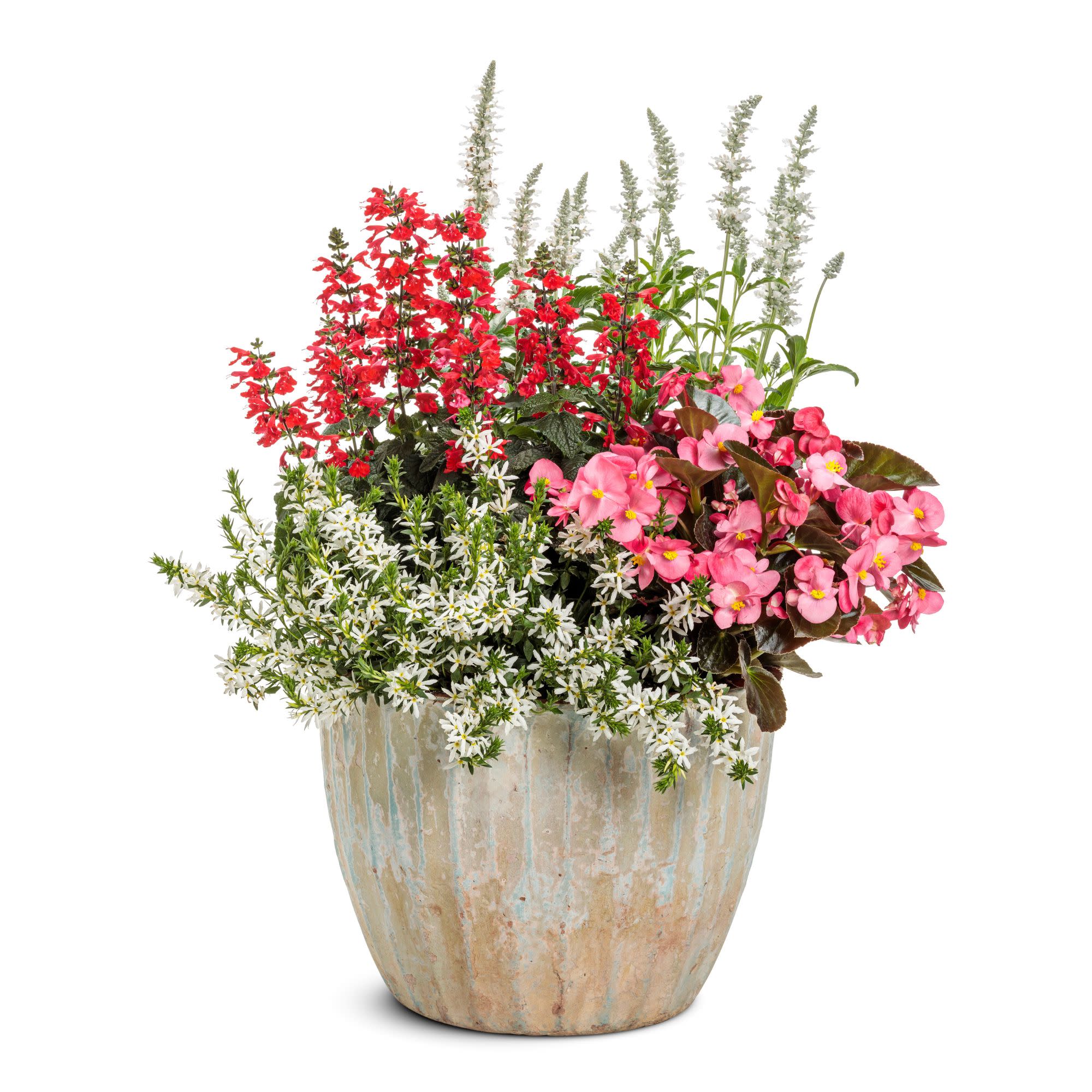 Proven Winners 8" Unplugged White Mealycup Sage Live Plant in 6.5" Pot