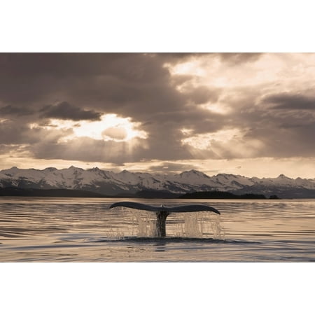 The Fluke Of A Humpback Whale Rises Out Of The Water As It Swims Toward The Setting Sun Summer In Southeast Alaska