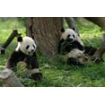 thumbnail image 2 of Giant Pandas Field Wall Mural by Wallmonkeys Peel and Stick Graphic (36 in W x 24 in H) WM43166, 2 of 4