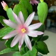 thumbnail image 4 of Pink Easter Cactus Live Plant, Easy-Care Spring Blooming Indoor Plant, 3 Inch Starter, Vibrant Pink Easter Cactus Tree for Home or Office, 4 of 5