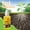 yellow, variant on High Speed Rooting Hormone Nutrient Liquid - To Promote Rapid Root Growth, Nutrient Enriched Formula, For Transplanting Flower Seedlings, Stem Cuttings, Succulents - Gardeners Of