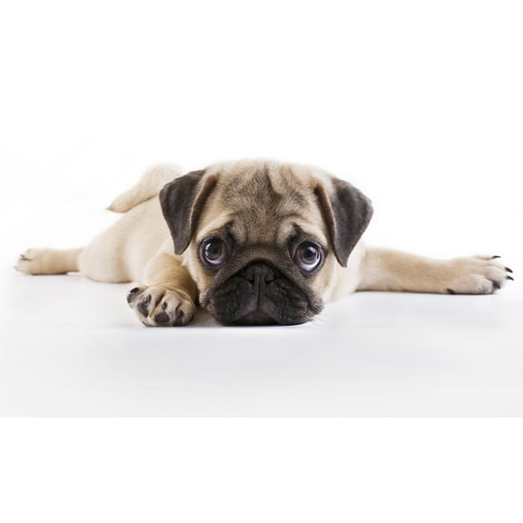 Pug Puppy Edible Icing Image for 6 inch Round Cake