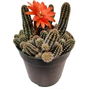Live Cactus Plants from USKC (4"Pot Echinopsis Peanut Cactus)