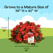 Encore Azalea Autumn Embers Shrub 1 Gallon