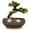 Brownish, variant on 6 inch Ceramic Planter for Succulents,Shallow Small Flower Pot with Drainage Hole & Saucer for Indoor Plants & Home Decorative,Agate Red
