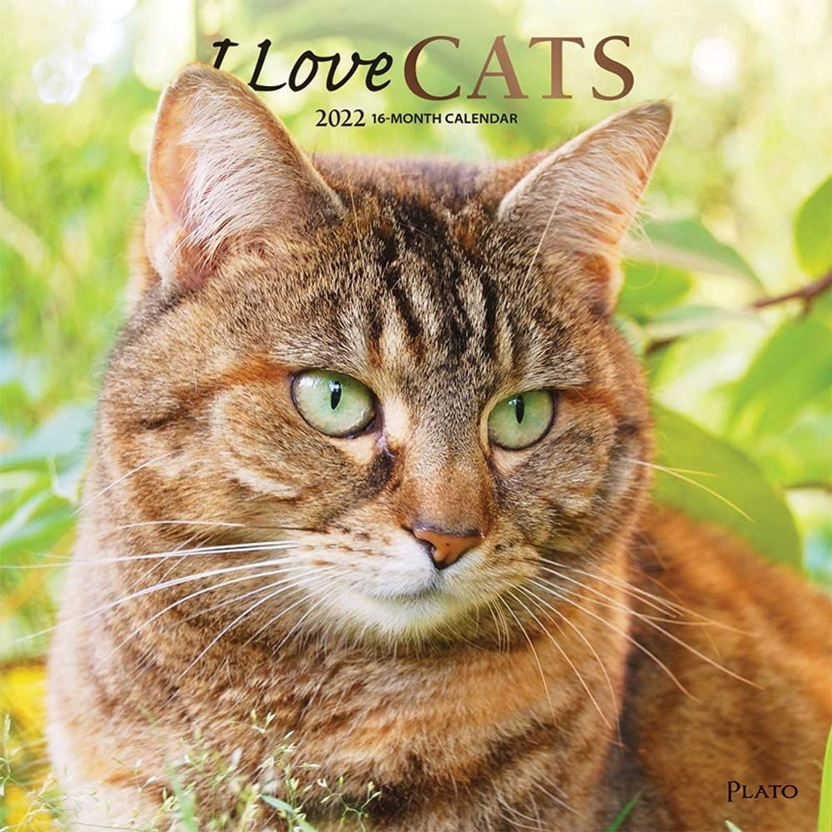 Lang American Cat 2022 Wall Calendar (22991001889) - Walmart.com