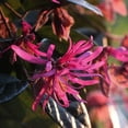 thumbnail image 6 of Loropetalum Carolina Midnight  5 Live Quart Size Plants  Chinensis Rubrum  Colorful Blooming Hedge Shrub Tree, 6 of 8