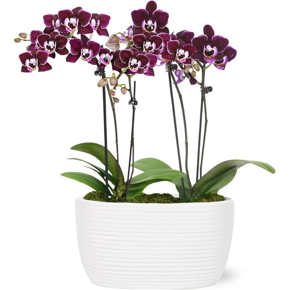 Just Add Ice 6-10" Dark Purple Mini Orchid Duo Live Plants in 4" White Ceramic Planter, House Plant