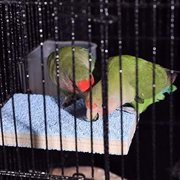 8 Packs Bird Swing Chewing Toys- Parrot Hammock Bell Toys Suitable for Small Parakeets, Cockatiels, Conures, Finches,Budgie,Macaws, Parrots