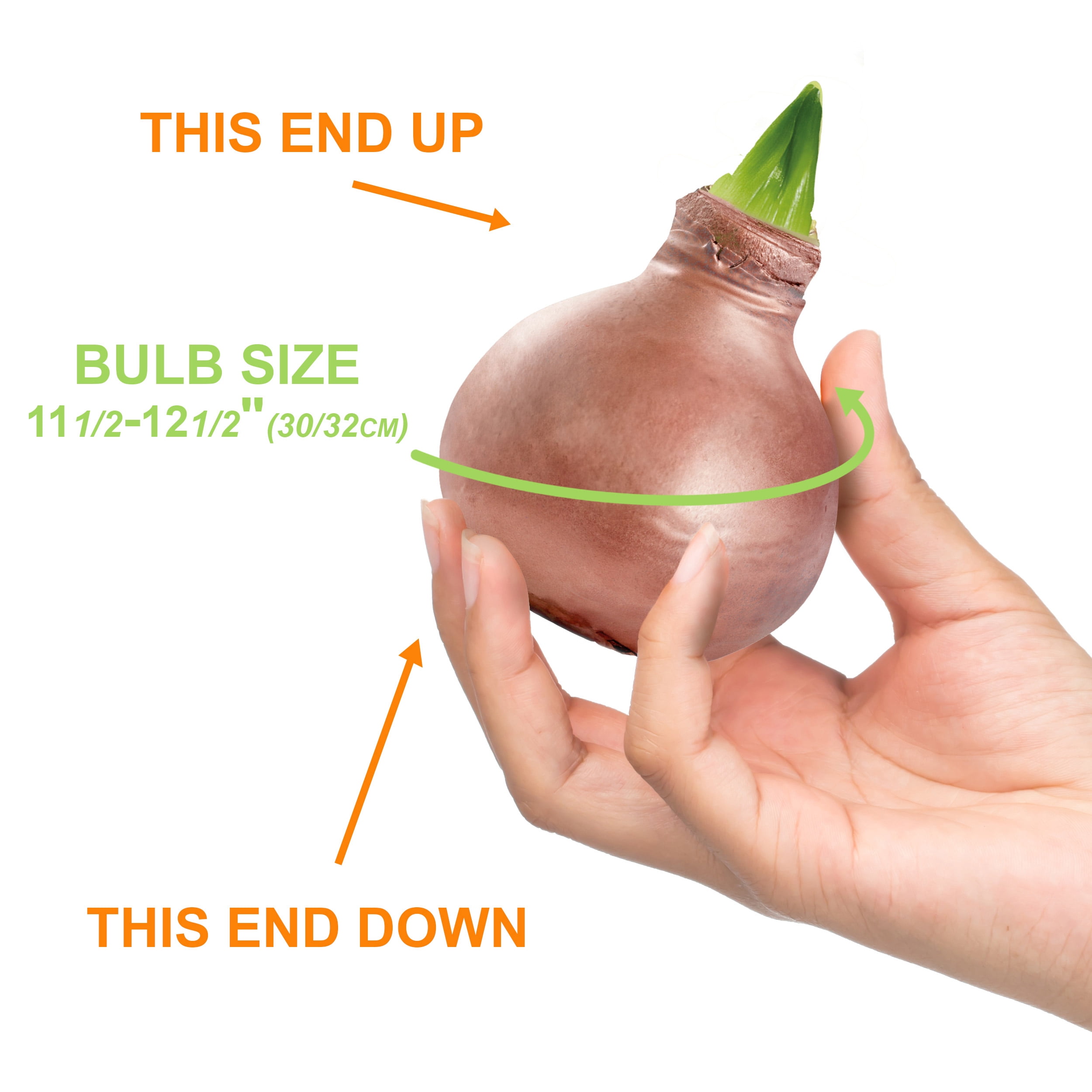 Garden State Bulb Minerva Waxed Amaryllis Flower Bulb, 30/32cm (Rose Gold Wax)