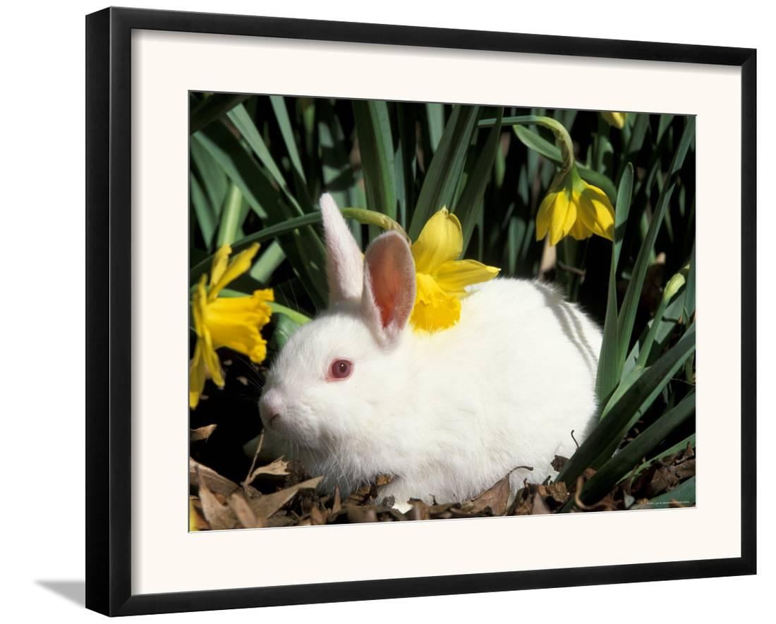 Rabbit Pet Insurance Nz / New Zealand Red Rabbit