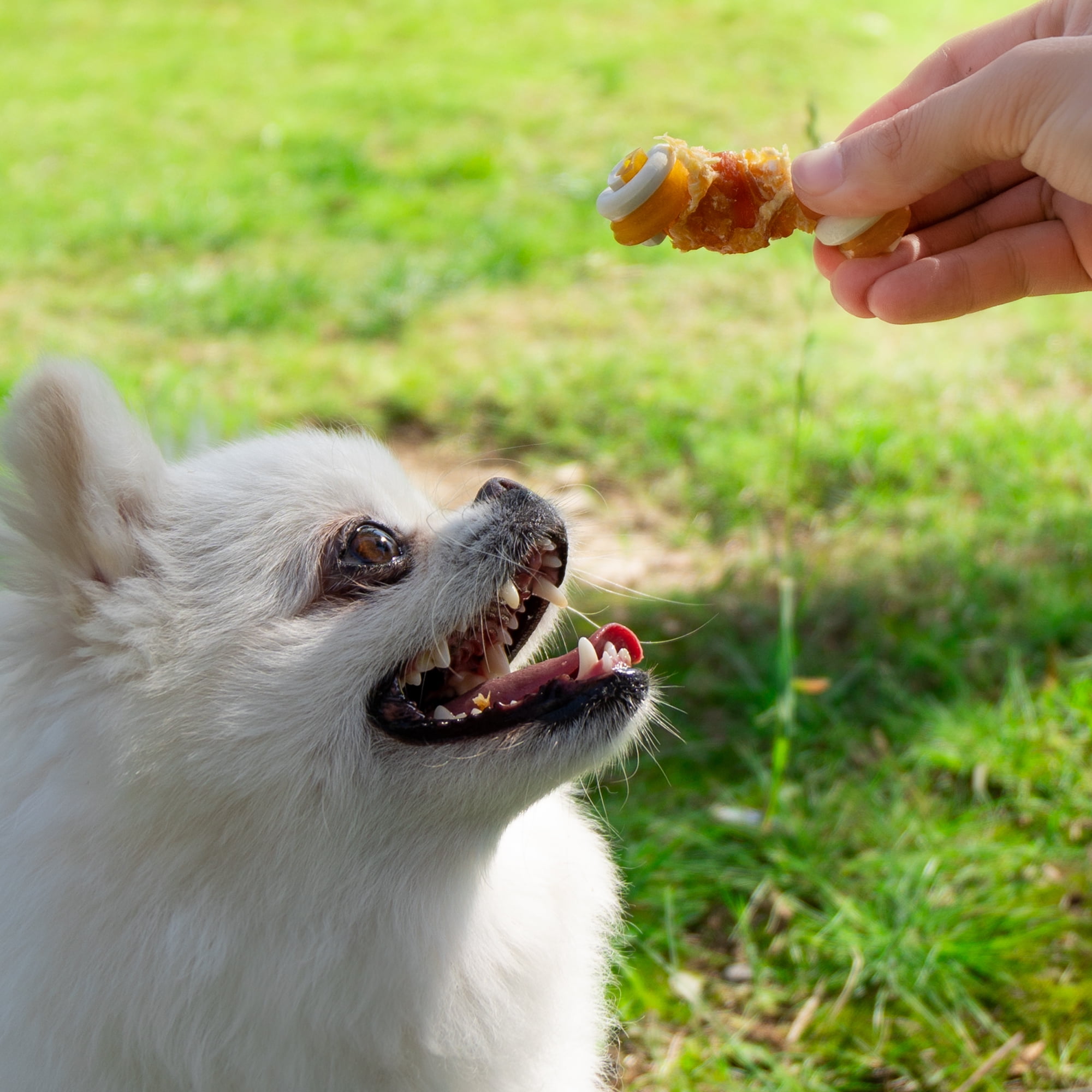 MON2SUN Chicken Wrapped Mixed Vegetable Knot Bones Small Dog Treats, 21.16 oz (30 Count)