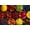 50PCS (easy), variant on Jigsaw Puzzles 50 Pieces For Adults Fancy Fruit Colorful Fruits Enjoy This Delicious Looking Educational Game Toys Family Decoration Food Funny Wall Art Gift Puzzle