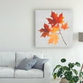 thumbnail image 3 of Trademark Fine Art 'Autumn Leaves IV' Canvas Art by Dianne Miller, 3 of 3
