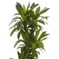 thumbnail image 4 of Nearly Natural Plastic Green 64" Corn Stalk Dracaena Artificial Plant in White Planter, 4 of 5