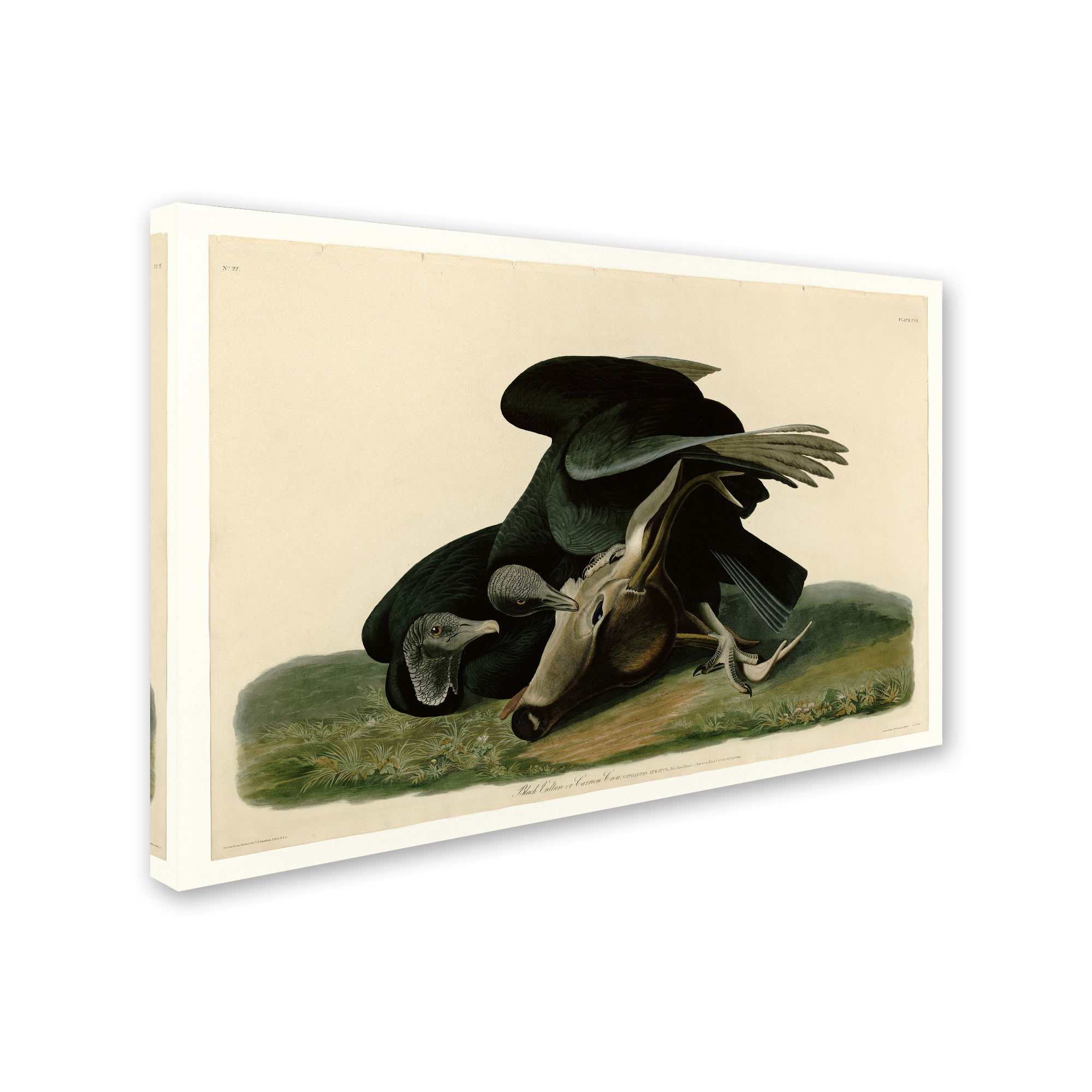 Audubon 'Black Vultureplate 106' Canvas Art