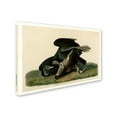 thumbnail image 2 of Audubon 'Black Vultureplate 106' Canvas Art, 2 of 3
