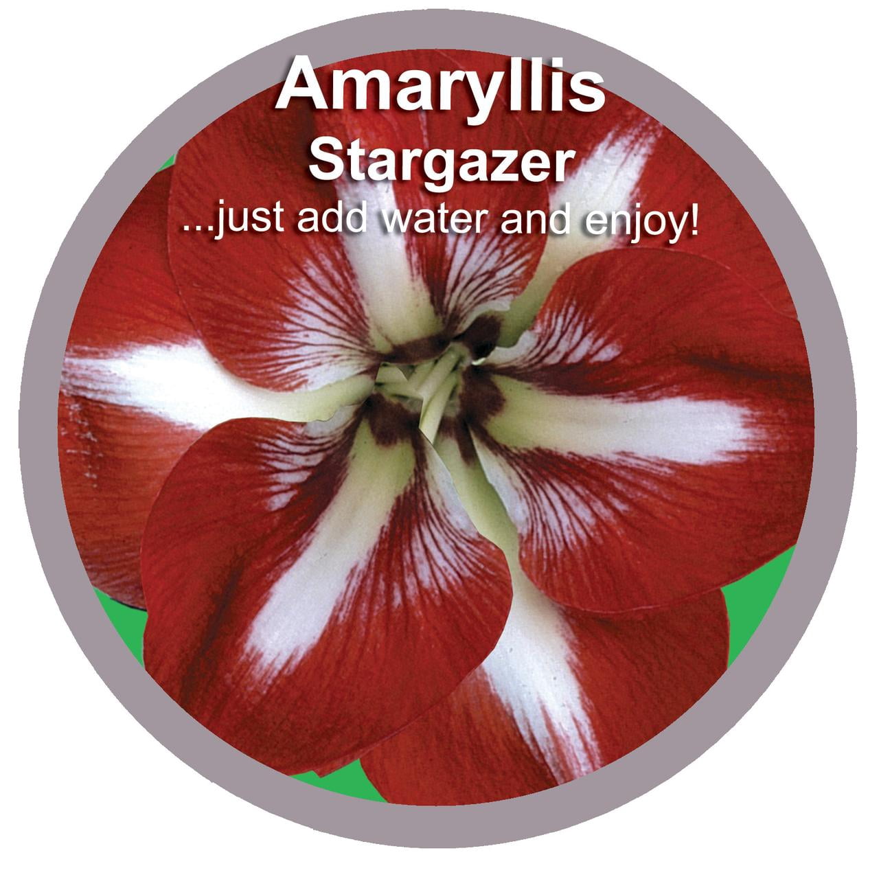 EuroBlooms Amaryllis Stargazer Live Plant in 6 Inch Silver Pot, Red and White Blooms