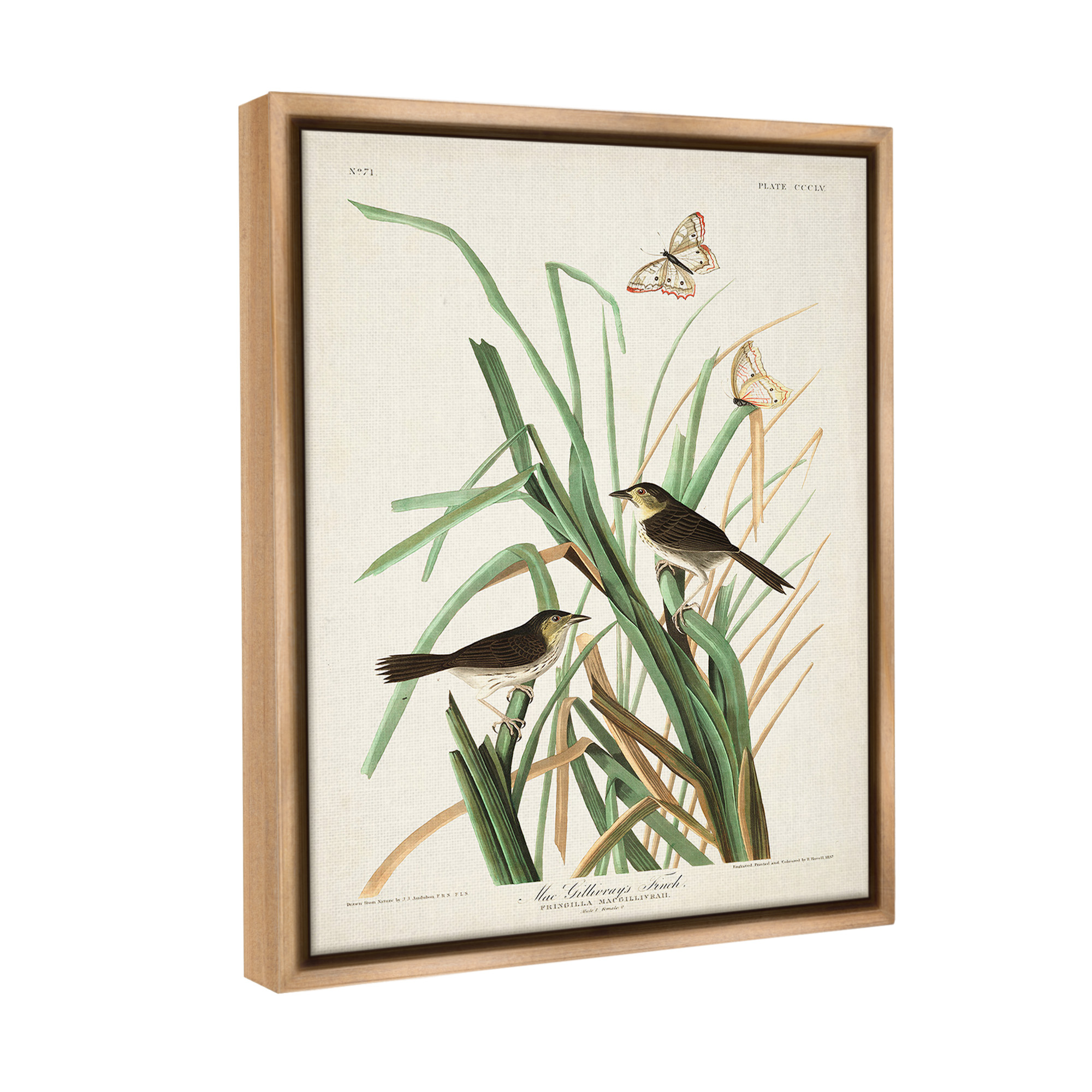 Stupell Industries Traditional Nature Study Animals & Insects Painting Brown Floater Framed Canvas Art Print Wall Art, 25 x 31