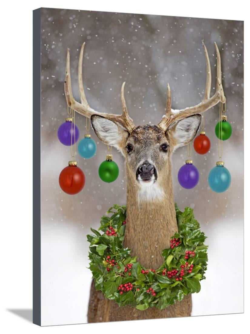 White-Tailed Deer Buck in Winter Snow with Christmas Stretched Canvas