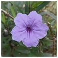 thumbnail image 2 of Everwilde Farms - 1 oz Wild Petunia Native Wildflower Seeds - Gold Vault Bulk Seed Packet, 2 of 3