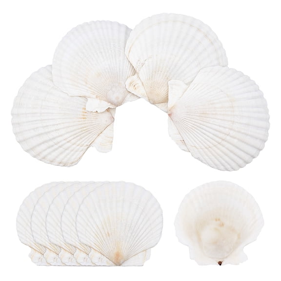 10pcs 10 pcs Natural Sea Shells Large Sea Shells for Crafts White Scallop Shells for Painting Beach Wedding Decor Home Decoration 3.7-4 Inches