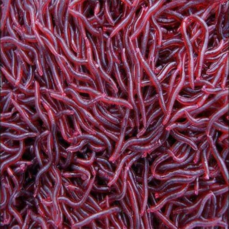 50Pcs Rubber Artificial Lifelike Earthworm Worm Soft Baits Fishing