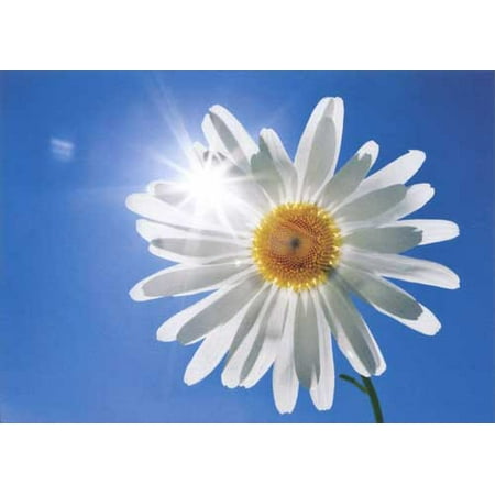 - Avanti Press White Daisy And Blue Sky Deluxe Matte Blank Note Card