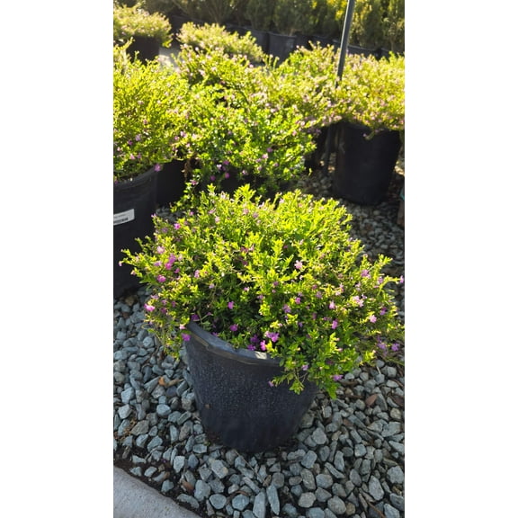 Cuphea hyssopifolia 5 gallon pot - Get similar