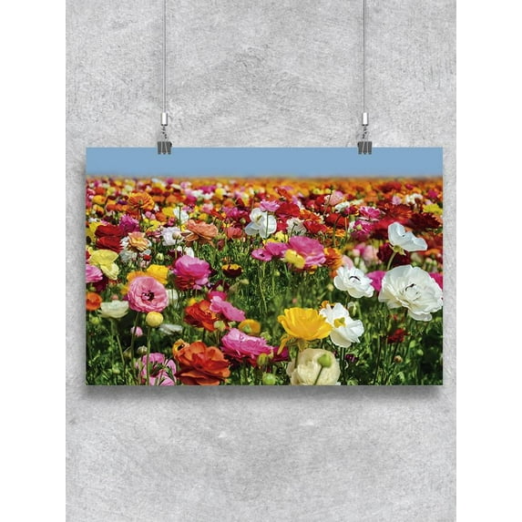 Colorful Ranunculus Flower Field Poster -Image by Shutterstock