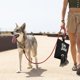 thumbnail image 1 of Dispensador de bolsas de basura para mascotas, organizador de bolsas de basura para perros (negro), 1 of 5