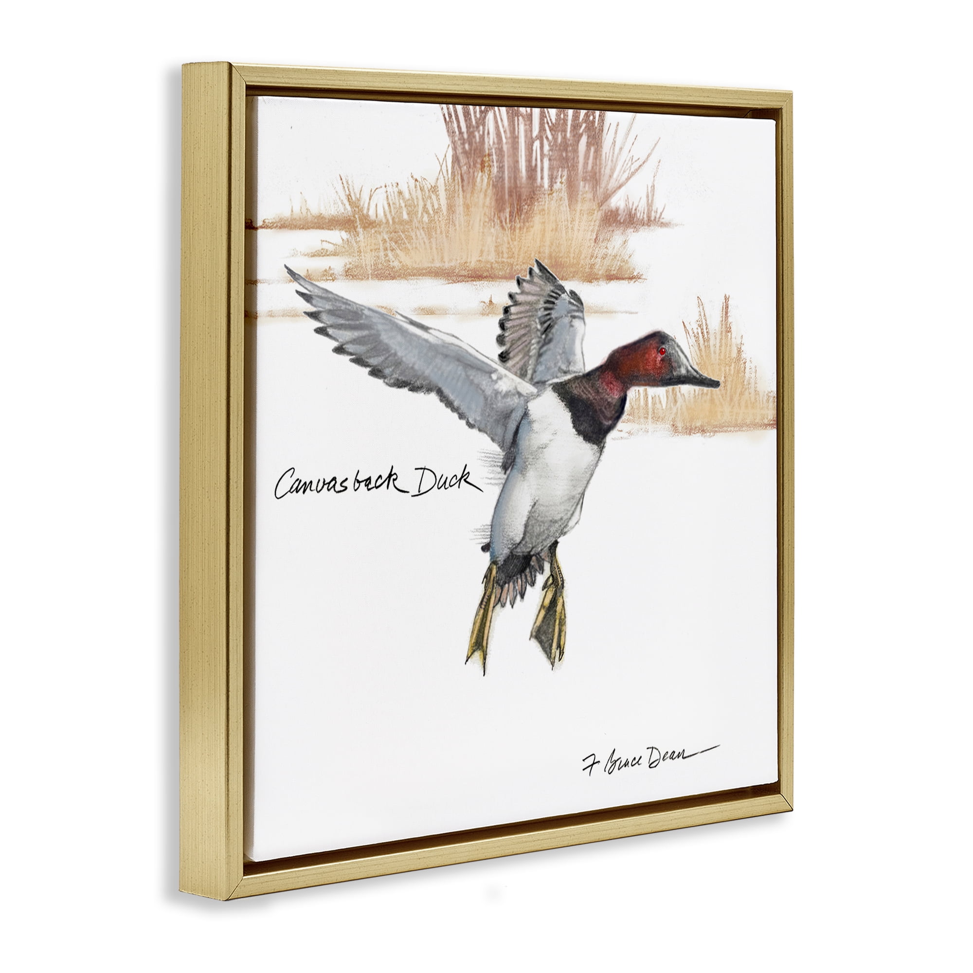 Stupell Industries Canvasback Duck Flying Animals Painting Gold Floater Framed Canvas Art Print Wall Art, 18 x 18