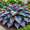 G, variant on 2 Hosta Roots-Low‑Maintenance, Easy‑Grow for Garden Beds,Borders,Plant Pots & Planters