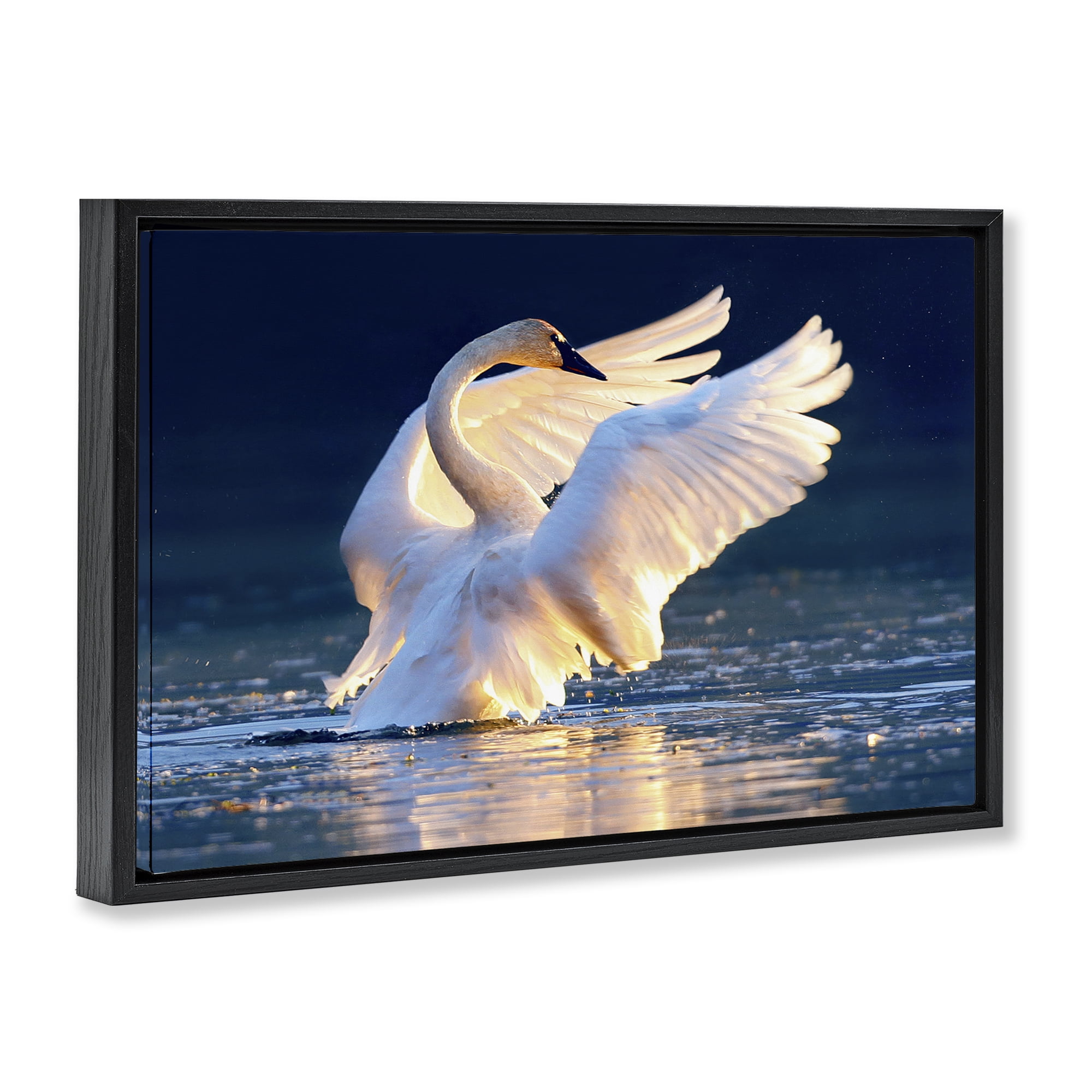 Stupell Industries Sunset Symphony Swan Animals Photography Black Floater Framed Canvas Art Print Wall Art, 25 x 17