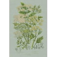thumbnail image 2 of Wild Apple Portfolio 11x14 White Modern Wood Framed Museum Art Print Titled - Flowering Plants III Green Linen, 2 of 4