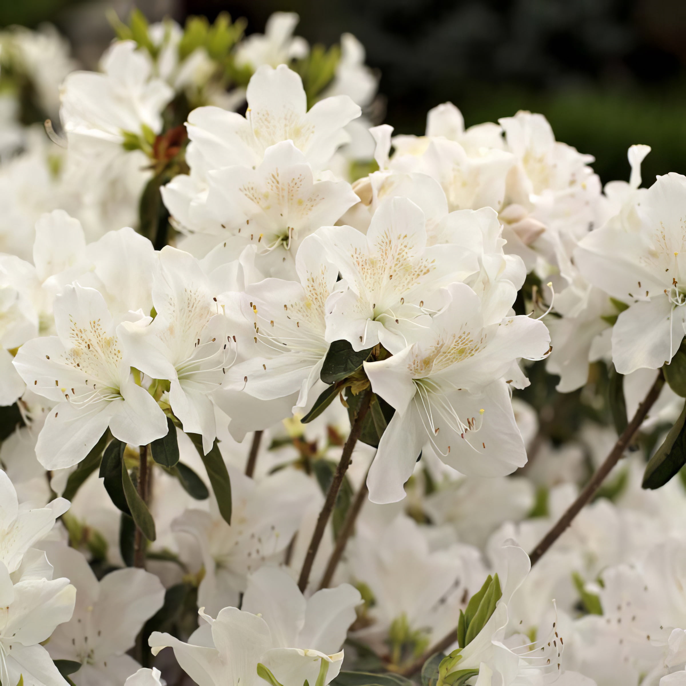 3 gal Azalea Snow Live Shrub with Partial Shade Conditions