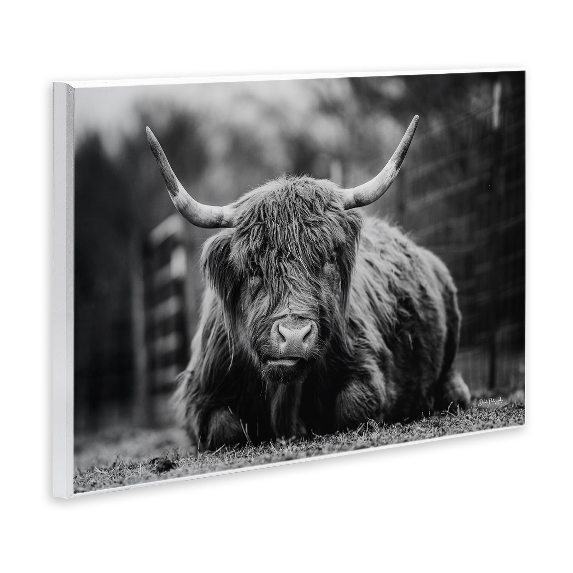 Stupell Industries Cattle Laying in Grass Animals & Insects Photography Unframed Art Print Wall Art, 19 x 13