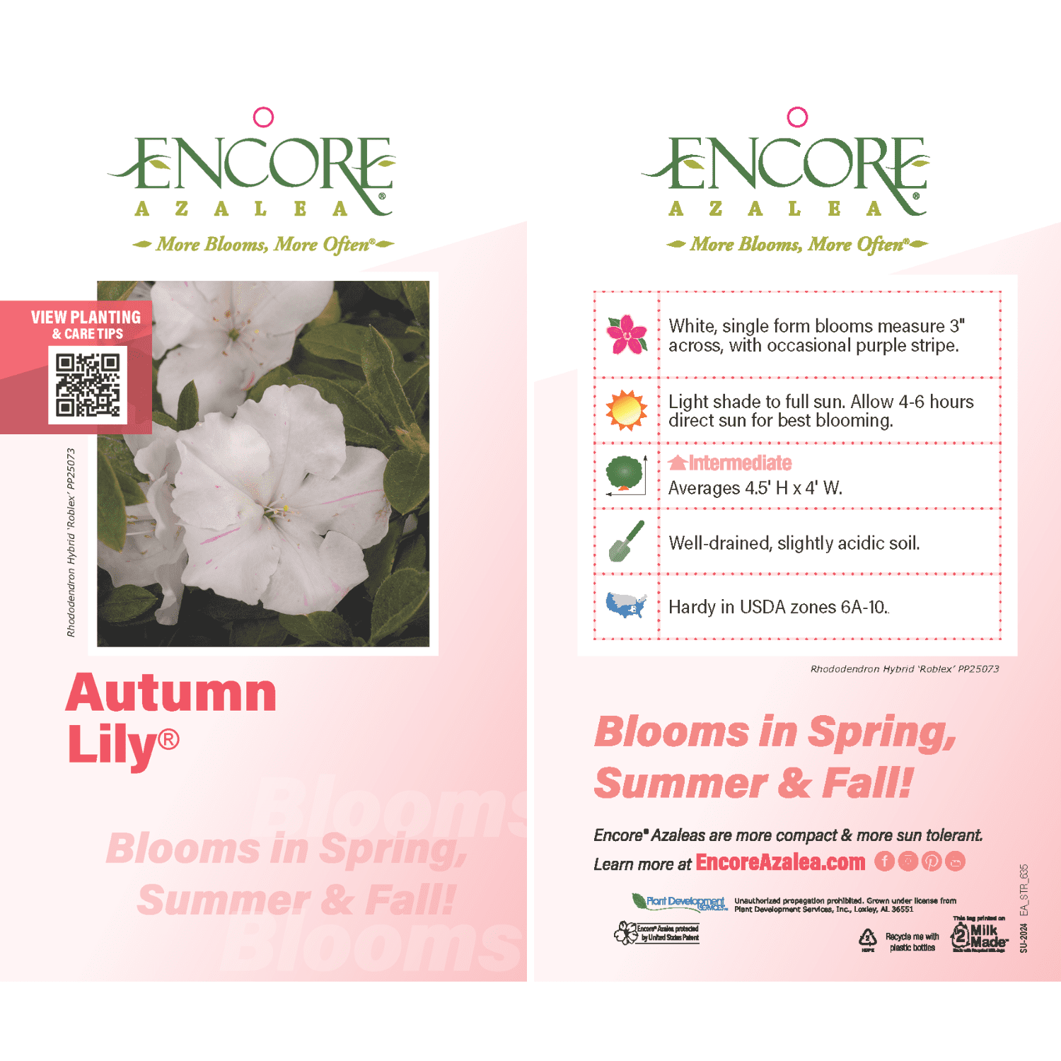 Encore Azalea Autumn Lily (1 Gallon) White Flowering Shrub - Full