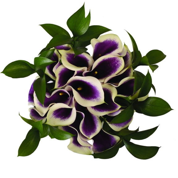 Picasso Elegance Mini Calla Bouquet 4 pack of Farm Direct Fresh Cut Flowers Purple & White by Bloomingmore