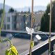 thumbnail image 4 of NUOLUX 10Ud Clips Transparent Para Fijar De Con Que Plantas Y Facilita Crecimiento, 4 of 6
