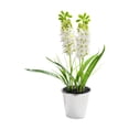 thumbnail image 2 of Hyacinth Bonsai Plastic Potted Plants Simulated Silk Flower Lifelike Home Decoration Suitable For Desktop Office And Wedding Centerpiece Decoration, 2 of 6